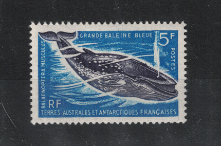 1966 TAAF - Fauna Marina - 5 Franchi blu e violetto - Yvert  n. 22 - MNH**